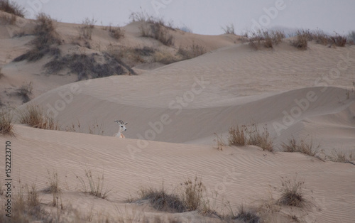 ARid desert landscape of Dubai