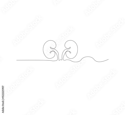 Continuous line drawing of the human organ kidney in one line with a frame on a white background. Abstract vector illustrator