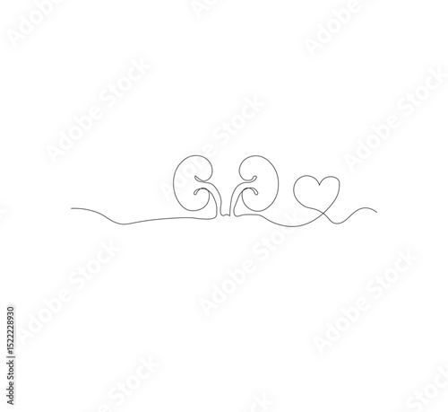 One continuous line drawing of the human kidney organ. White background, vector illustration