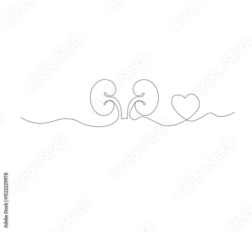 One continuous line drawing of the human kidney organ. White background, vector illustration