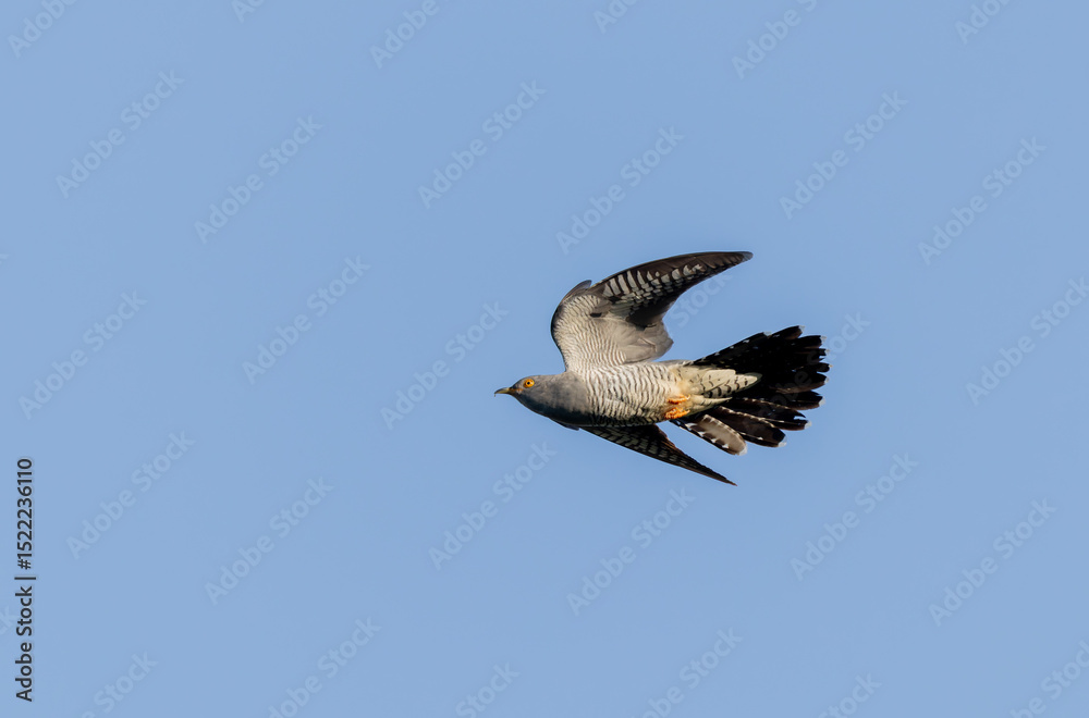 Obraz premium common cuckoo Cuculus canorus in flight or perched in Alsace, France