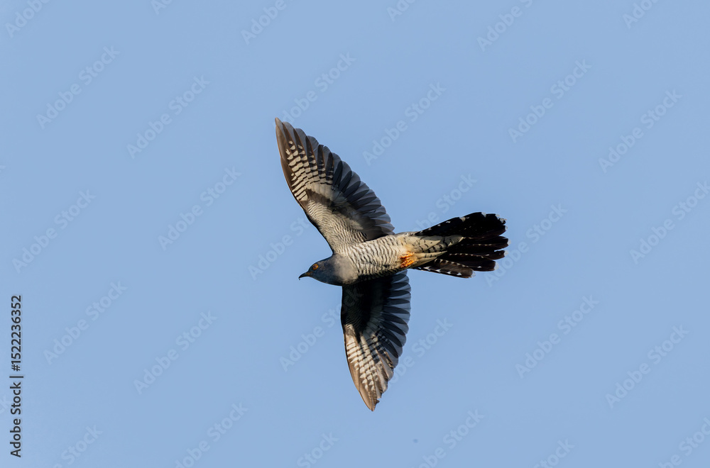 Obraz premium common cuckoo Cuculus canorus in flight or perched in Alsace, France