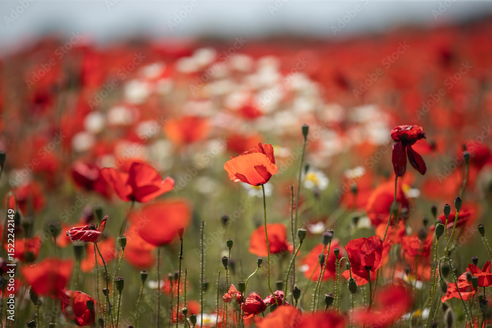 Obraz premium Poppie field in sunny day