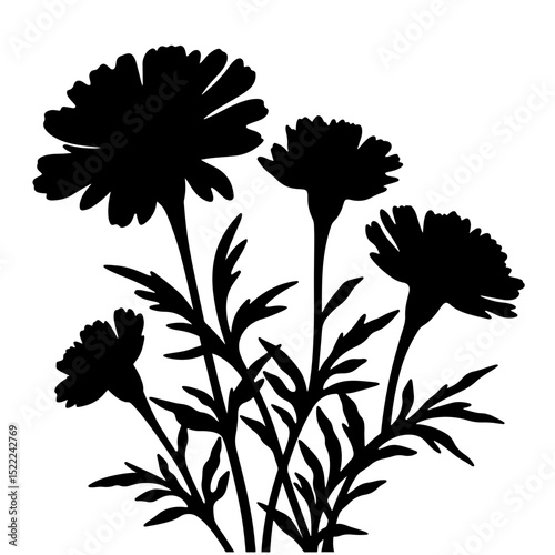 Silhouette of marigold flowers on white background, floral symbolism