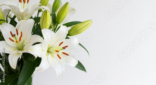 Blooming White Lilies Bouquet Against Clean Background
