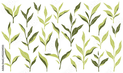 Leaf icon. Tea leaves. Green herb, nature simple design. Environmental tree on mint label. Healthy plant silhouette shape. ECO organic symbol. Different greenery, organic symbol. Vector isolated logo