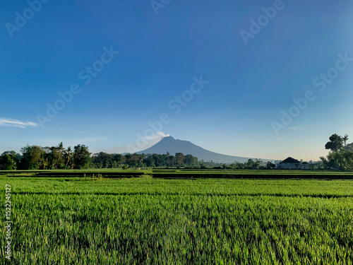 Morning view of green paddy field with Merapi volcano in the background