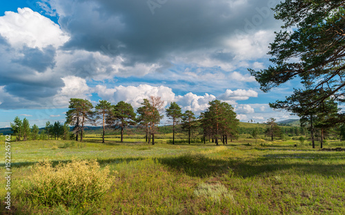 Fototapeta Naklejka Na Ścianę i Meble -  The nature of Buryatia, Russia. Pine trees and a meadow with various herbs against the backdrop of green hills. Siberian landscape in summer day.