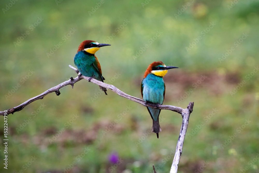 Obraz premium European bee eater, Merops apiaster. Common bee-eater. Close-up
