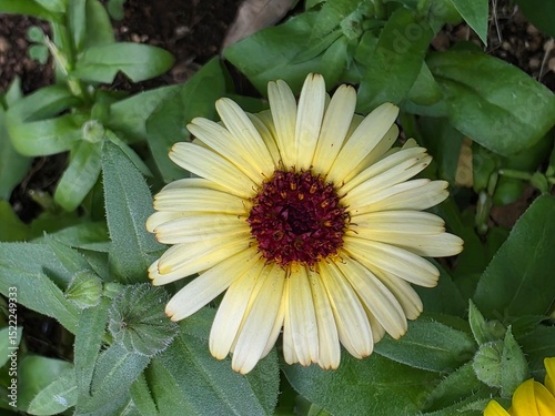 Yellow Flower with Dark Red Center in Green Foliage