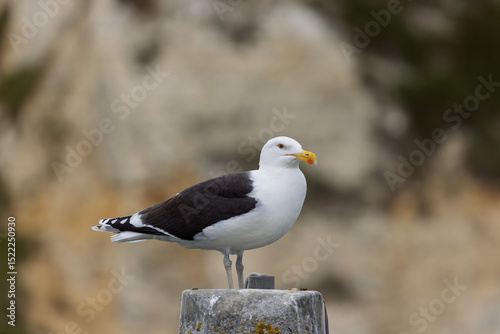 lesser black backed gull Larus fuscus perched in a harbor in Normandy, France