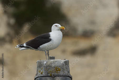lesser black backed gull Larus fuscus perched in a harbor in Normandy, France