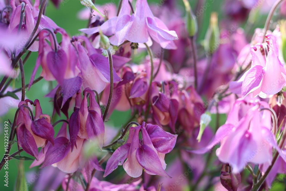 Fototapeta premium Pink aquilegia or columbine flowers in a garden
