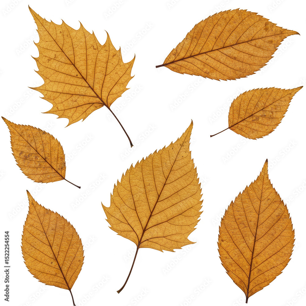 Fototapeta premium Isolated Autumn Leaves Illustration with Transparent Background Texture