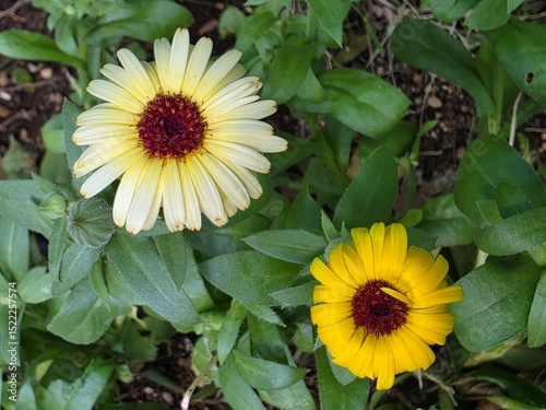 Two Yellow Flowers with Red Centers in Green Foliage