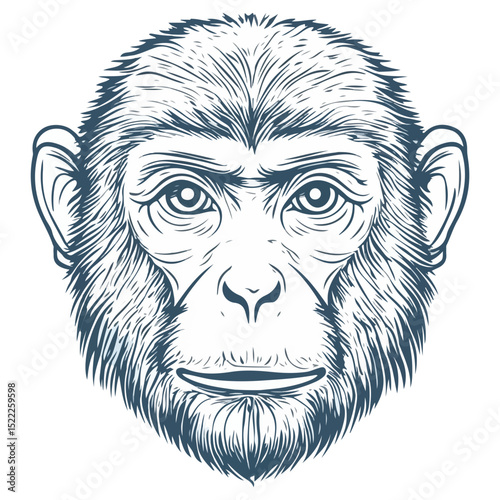 macaque, animal, vector, transparent background, mammal, symbol, wildlife, cute, zoo, nature, isolated, jungle, asia, icon