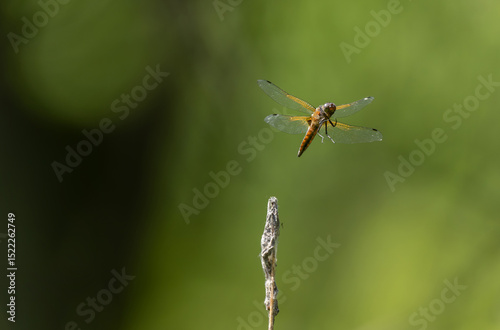 Scarce chaser Libellula fulva taking off to chase an insect
