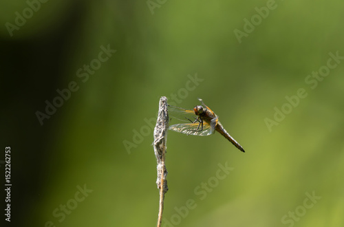 Scarce chaser Libellula fulva taking off to chase an insect