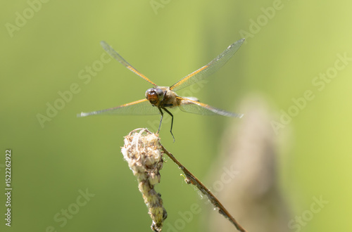 Scarce chaser Libellula fulva taking off to chase an insect