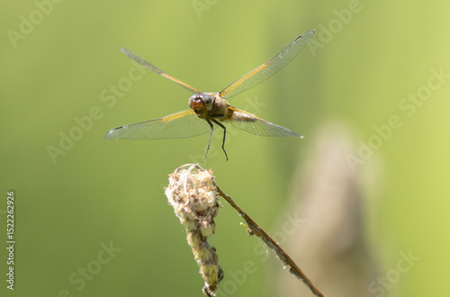 Scarce chaser Libellula fulva taking off to chase an insect