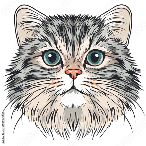 manul, animal, vector, transparent background, feline, fluffy, isolated, furry, mammal, beautiful, adorable, breed, cute, small, nature, wildlife, zoo