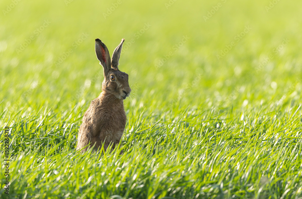 Obraz premium European Hare Lepus europeae in a meadow