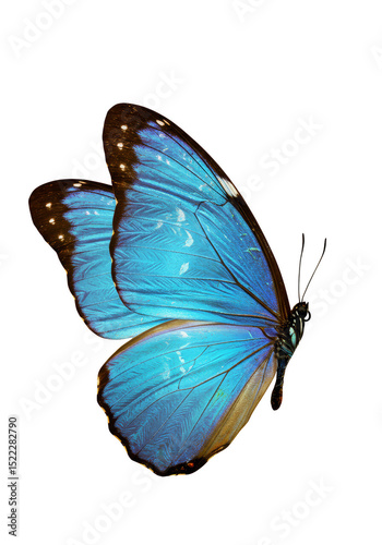 Isolated Transparent Illustration of a Blue Butterfly Close Up on Black