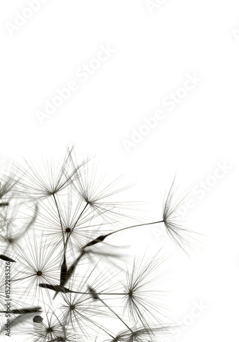 Isolated Transparent Dandelion Seed Nature Background White Macro Spring