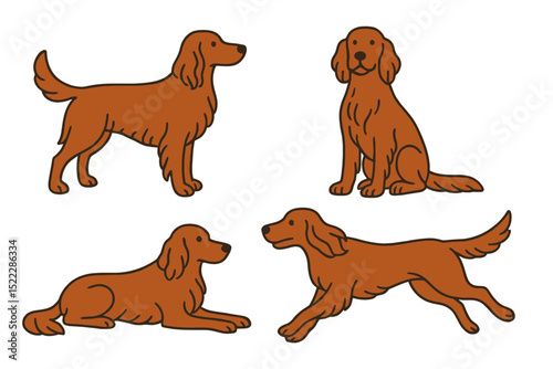 Four Irish Setter dogs in different poses and styleson a transparent background  