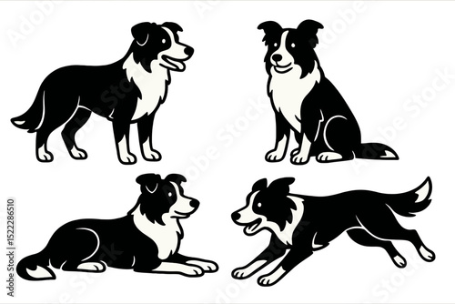 Border collie dog in four different poses as graphic illustrationson a transparent background  