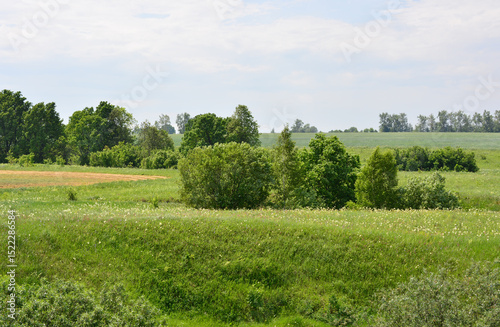 Fototapeta Naklejka Na Ścianę i Meble -  Green field with trees under a clear sky wallpaper