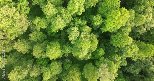 Aerial View of Narrow-Leaved Ash and Common Alder Forest in Crni Jarki, Croatia