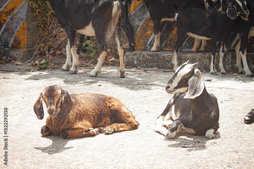 A group of goats sheltering in the shade under thick trees on a sunny day. A group of goats sheltering in the shade under thick trees on a sunny day.