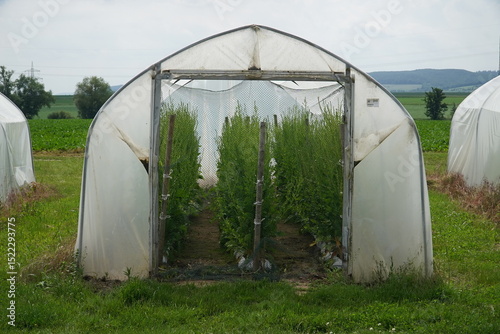 Wallpaper Mural Completely enclosed greenhouses of a seed company that do not allow access to free-living insects in order to prevent cross-pollination. Crossbreeding of new rapeseed varieties in Einbeck, Germany. Torontodigital.ca