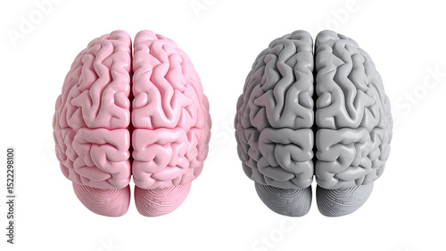 Gray, Pink brain top side view transparent PNG set bundle, isolated background. 3D human brains, intellect, mind