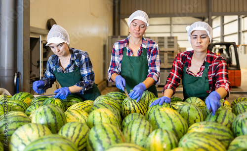 Portrait of focused female workers sorting fresh ripe watermelons on grading line in fruit factory workshop photo