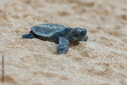 The turtles hatch from their eggs and crawl along the sand towards the ocean