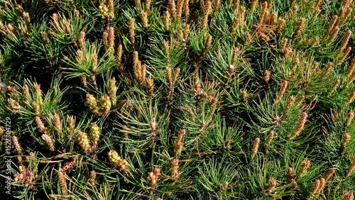 Dwarf pine background. Young green shoots of pine needles.
Spring backgroun