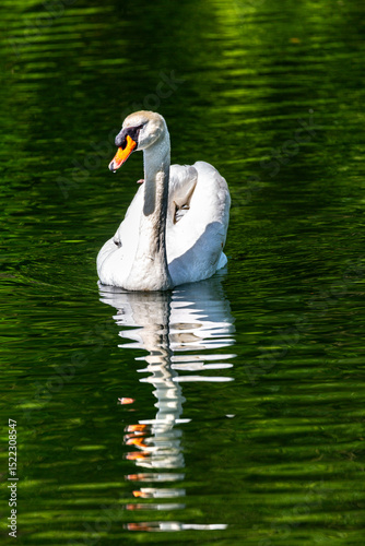 White mute swan swimming in lake