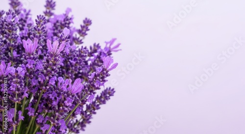 A vibrant bouquet of lavender flowers featuring a soft purple background perfect for aromatherapy and wellness websites