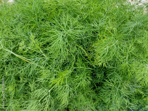 Freshly picked dill from the garden
