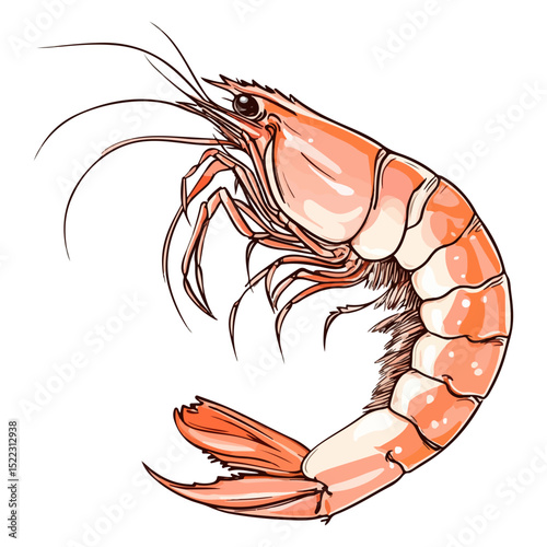 shrimp, underwater animal, vector, transparent background, animal, seafood, food, nature, icon, crustacean, cute, marine, shell, prawn