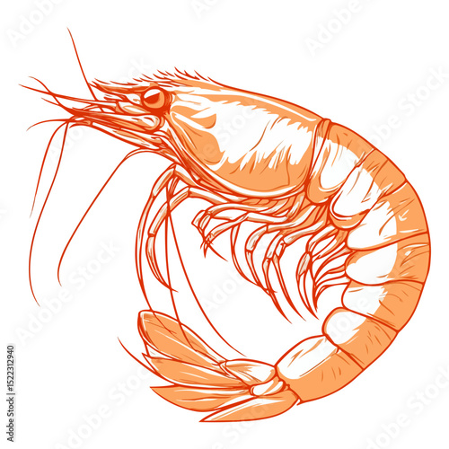 shrimp, underwater animal, vector, transparent background, animal, seafood, food, nature, icon, crustacean, cute, marine, shell, prawn