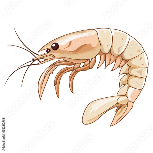 shrimp, underwater animal, vector, transparent background, animal, seafood, food, nature, icon, crustacean, cute, marine, shell, prawn