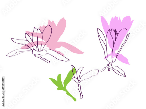 Magnolia.Vector.Image on white and color background.