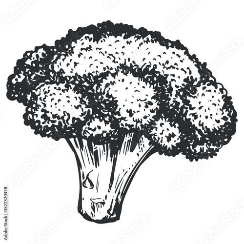 Vector sketch of broccoli. Hand-drawn ink illustration of cabbage, imitation of old engraving technique. Black and white drawing of cauliflower on a white background.