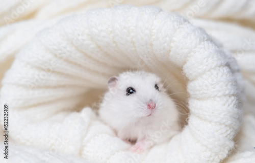 The Dzungarian hamster on white blanket photo