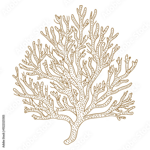 coral, underwater animals, vector, transparent background, icon, colorful, pattern, nature, animal, plant, organism
