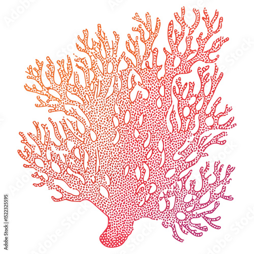 coral, underwater animals, vector, transparent background, icon, colorful, pattern, nature, animal, plant, organism
