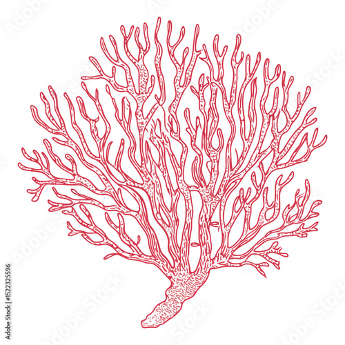 coral, underwater animals, vector, transparent background, icon, colorful, pattern, nature, animal, plant, organism